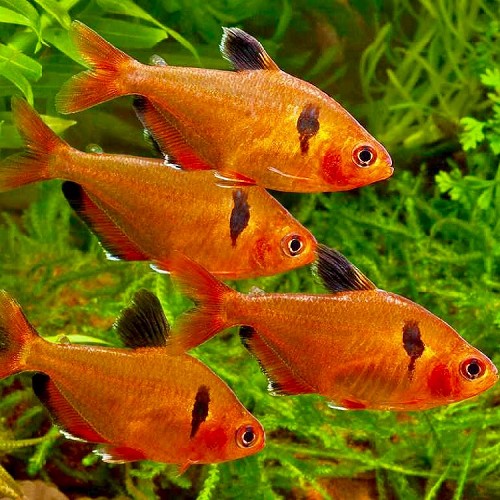Hyphessobrycon callistus - Tetra sang M
